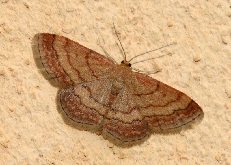 Scopula rubiginata ?